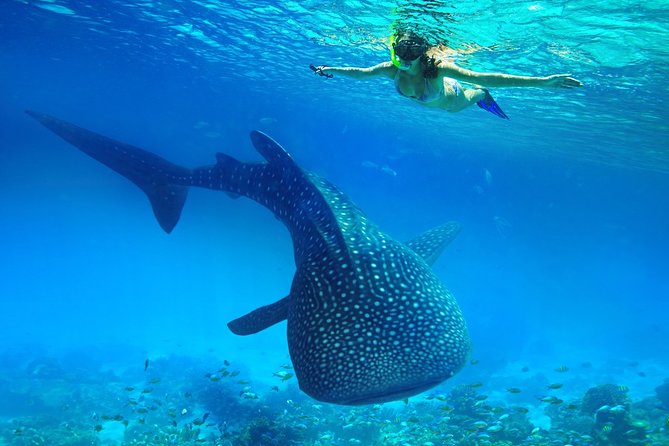 Swimming With Whale Sharks and Island-Hopping to Sumilon Island - Tour Details