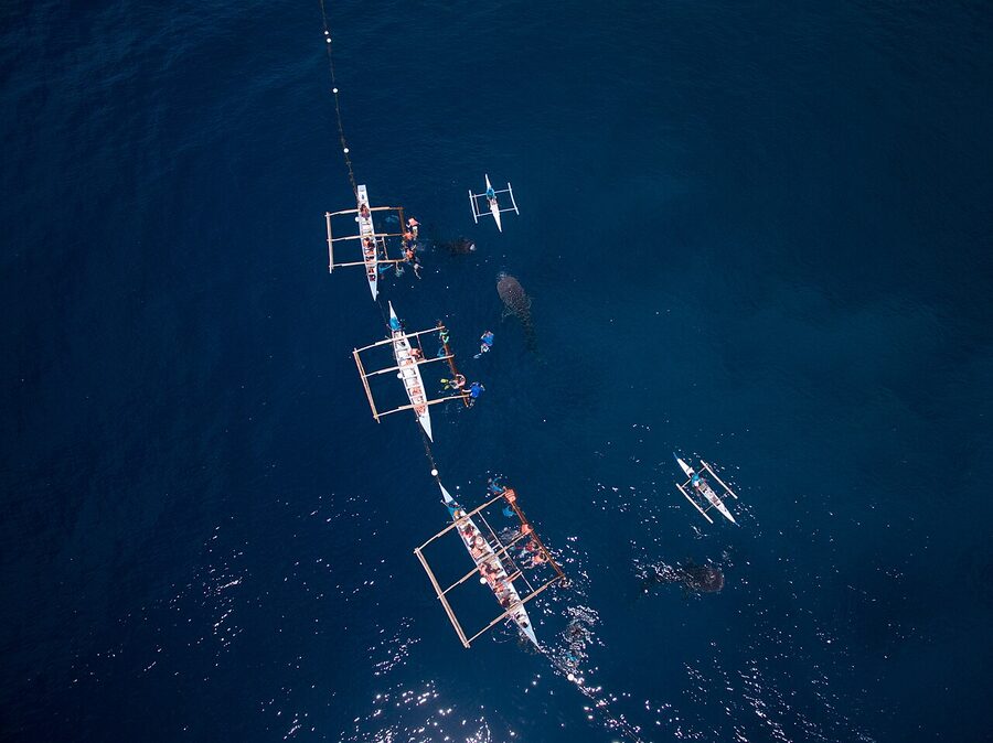Whale shark watching in Oslob, Cebu