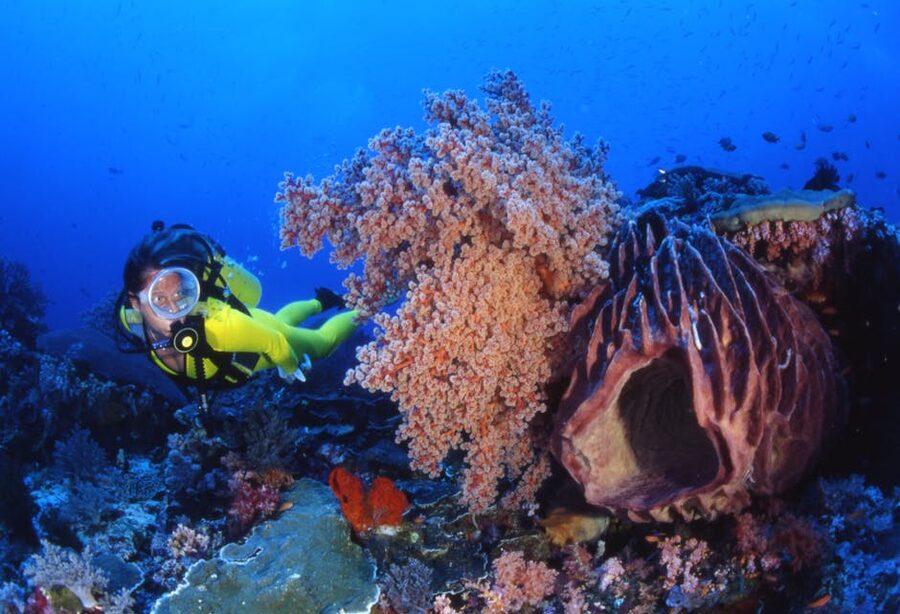 Scuba diver exploring colourful coral reef