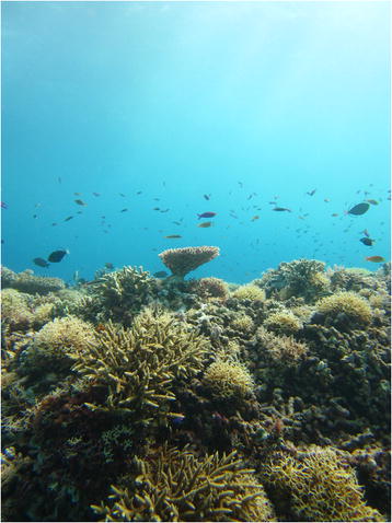 Coral reef and tropical fish at the Tubbataha Reefs Natural Park, Sulu Sea, Philippines