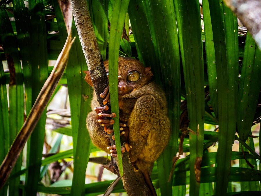 Philippine tarsier at the Philippine Tarsier Sanctuary in Corella Bohol