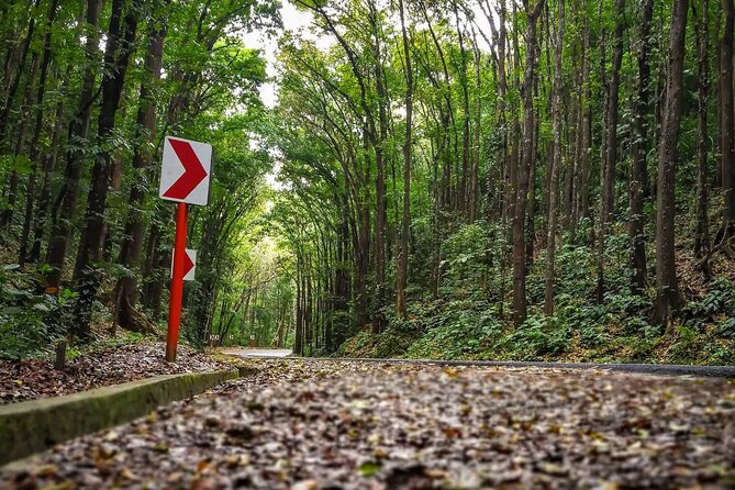 2025 Affordable Bohol (Tarsier & Chocolate Hills Tour) - What You Will Not See On This Basic Route