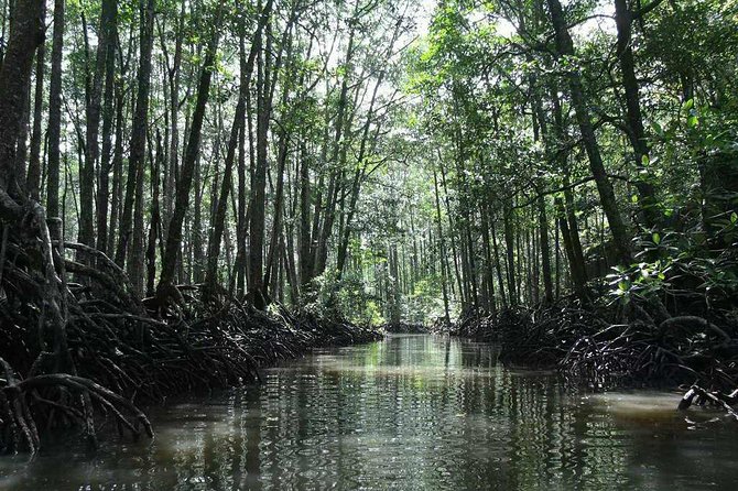 4in1 Underground River + ugong cave +zipline+mangroove paddleboat - Why this four-part day works in Puerto Princesa