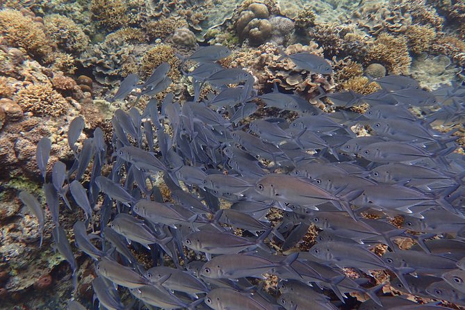 Anilao Snorkel Safari: Explore the Amazing Underwater World - Leaving Manila early for Anilao
