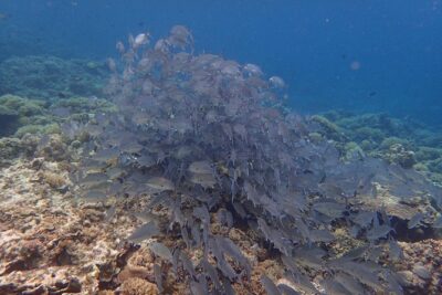 Anilao Snorkel Safari: Explore the Amazing Underwater World - Six hours around the marine sanctuary