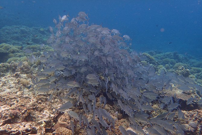 Anilao Snorkel Safari: Explore the Amazing Underwater World - Six hours around the marine sanctuary