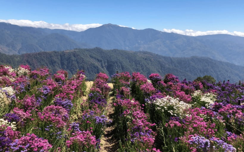 Baguio Atok Flower Blossoms (Private Tour) - Key points before you book
