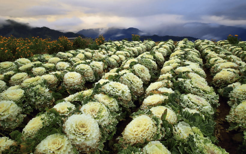 Baguio Atok Flower Blossoms (Private Tour) - The 6:00 AM departure from Baguio