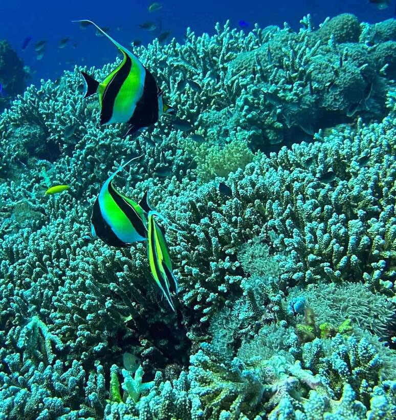 Bantayan Island: Intro Freediving Experience - Five things to know before you book