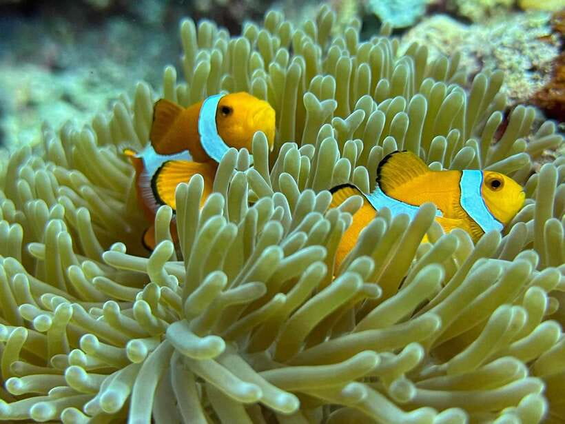 Bantayan Island: Intro Freediving Experience - Why this Bantayan activity suits a first freedive