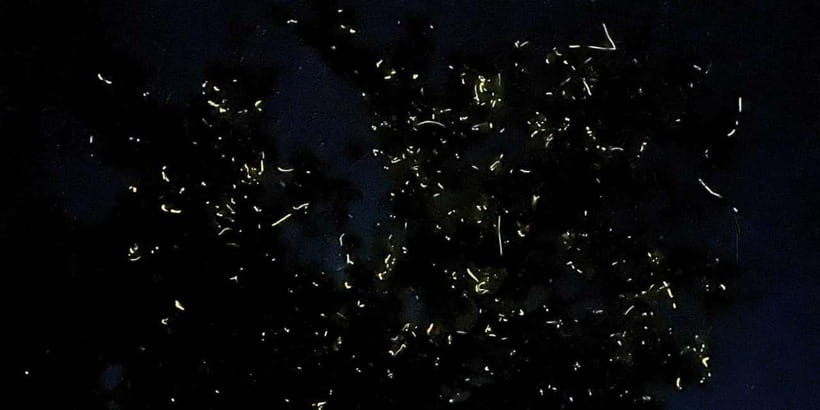 Bohol: Abatan River Firefly Watching Private Tour - Reaching the Abatan River after dark
