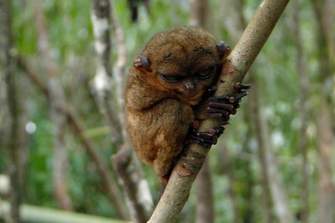 Bohol: Bilar - Night Safari Tour - What makes a Bohol night safari different