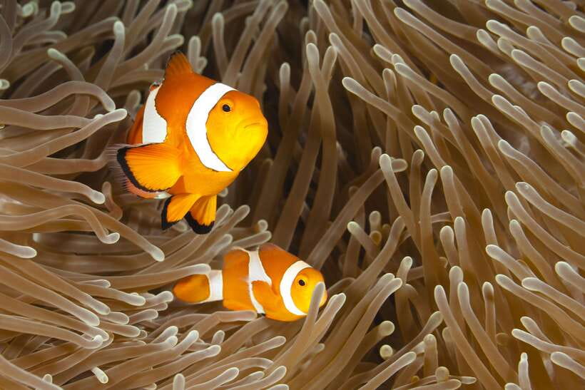 Bohol: Boat Tour to Sandbar and Snorkeling with Turtles - Key points to know before you book