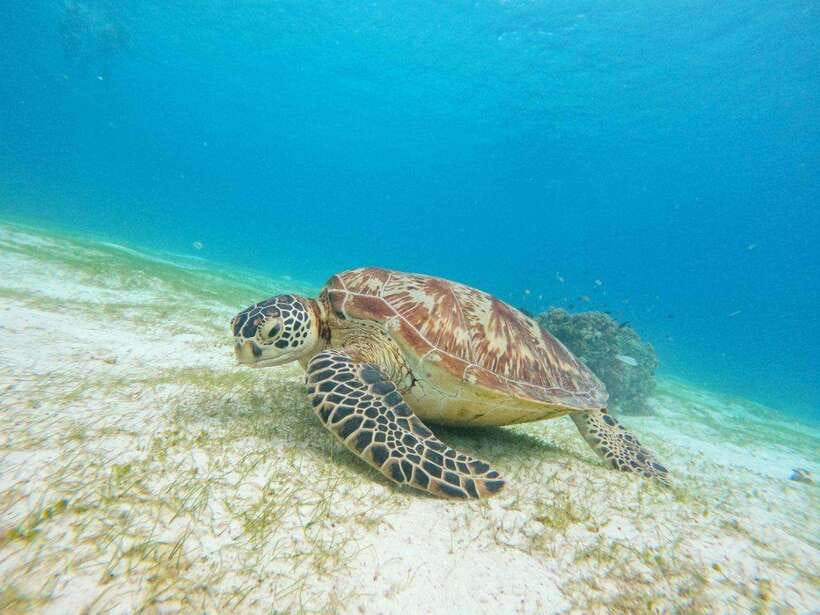 Bohol: Boat Tour to Sandbar and Snorkeling with Turtles - Why this six-hour trip works well