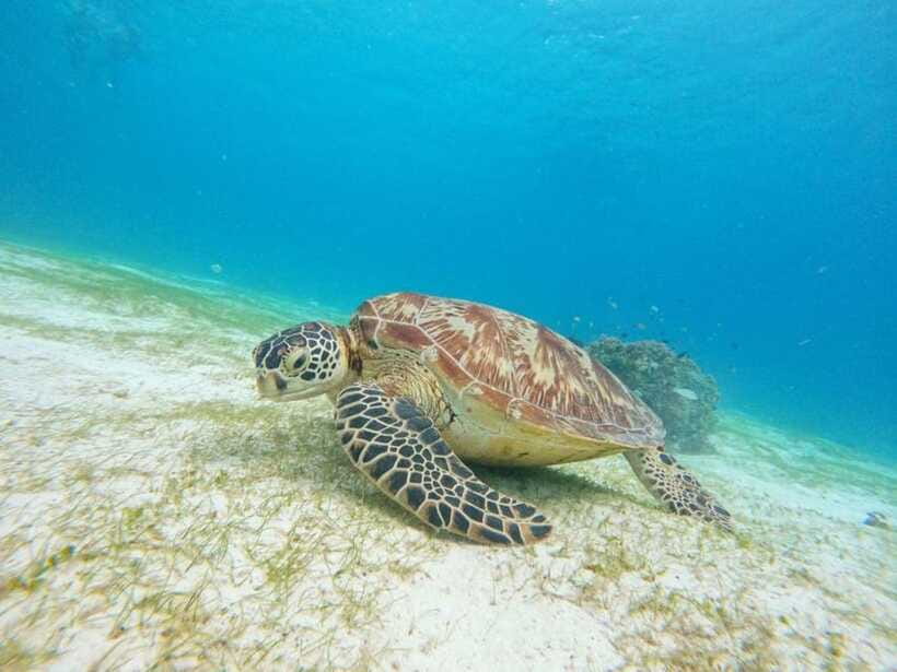 Bohol: Boat Tour to Sandbar and Snorkeling with Turtles - Turtle snorkeling at Balicasag Island