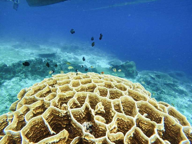 Bohol: Boat Tour to Sandbar and Snorkeling with Turtles - What to bring for a better day