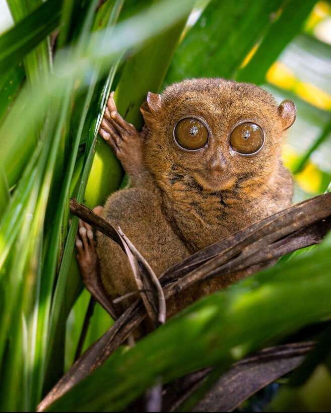 Bohol: Budget Chocolate Hills & Tarsiers -Backpacker Special - The road from Panglao to Bohol’s countryside