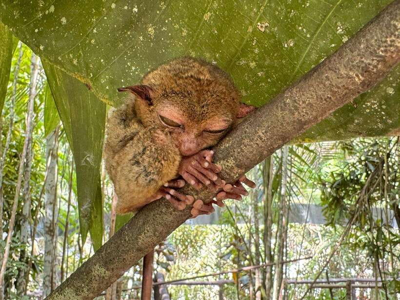Bohol: Budgeted Countryside with Buffet Lunch Private Tour - Key points to know before booking