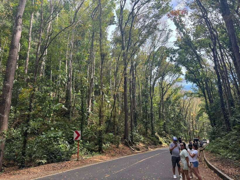 Bohol: Budgeted Countryside with Buffet Lunch Private Tour - Why this Bohol day trip works well