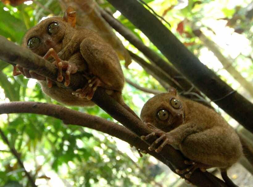 Bohol: Choco Tour + Loboc River Lunch Buffet + ATV Adventure - The Driver Can Shape the Whole Day