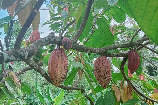 Bohol Chocolate Farm and Chocolate Hills Private Tour - A practical way to prepare