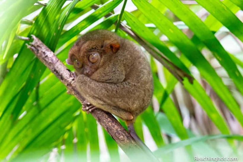 Bohol: Chocolate Hills, Tarsier, and Loboc River Tour - Why this Bohol day trip works