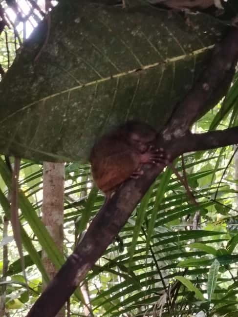 BOHOL: Chocolate Hills, Tarsiers and Loboc River Day Tour - The Loboc River Cruise and its extra cost