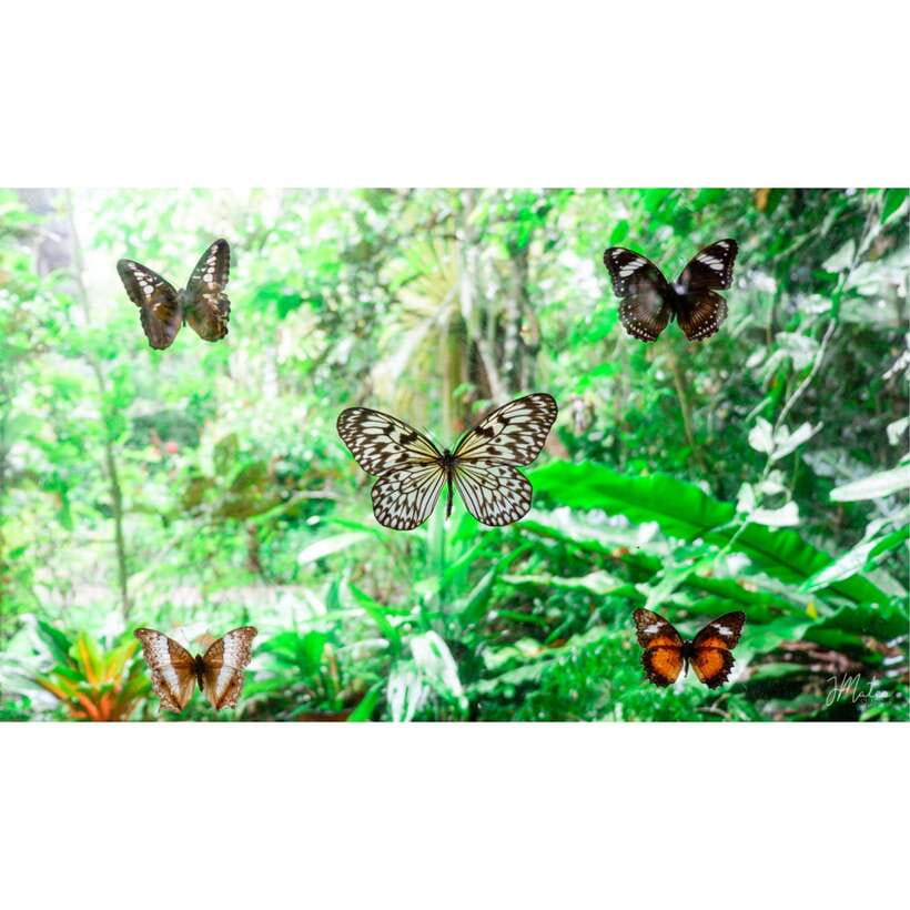 Bohol: Chocolate Hills Tour - Who should book this experience?