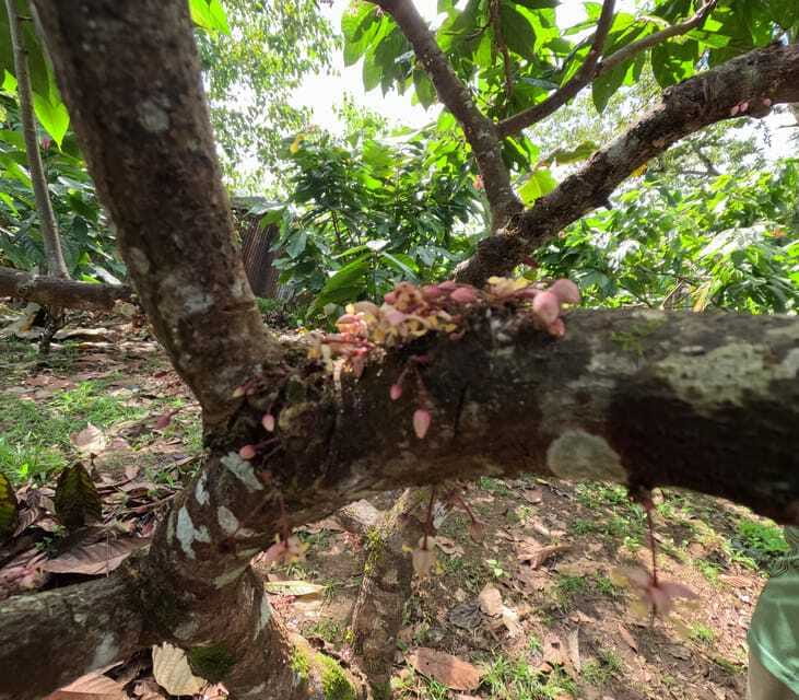 Bohol Chocolate Making and Farm Tour - From harvested beans to dried cacao