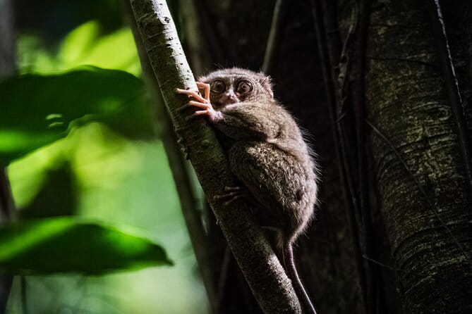 Bohol Country Side Tour - Private w/ Lunch - Key points to know before booking