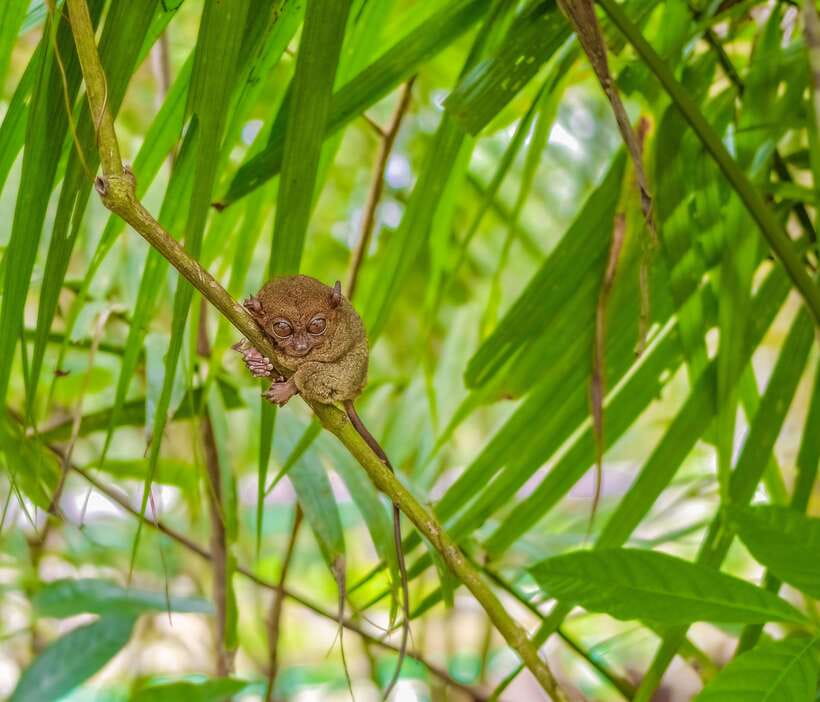 Bohol Countryside Private Tour From Cebu City - Two Ferry Rides Between Cebu And Bohol