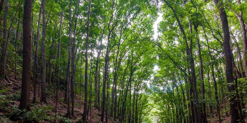 Bohol: Countryside Tour with Loboc (Buffet Lunch) - Is $87 a fair price?