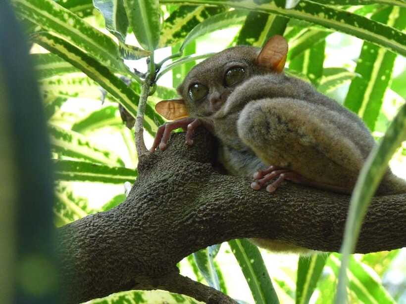 Bohol: Countryside Tour with Tarsiers and Chocolate Hills - Key points to know before booking