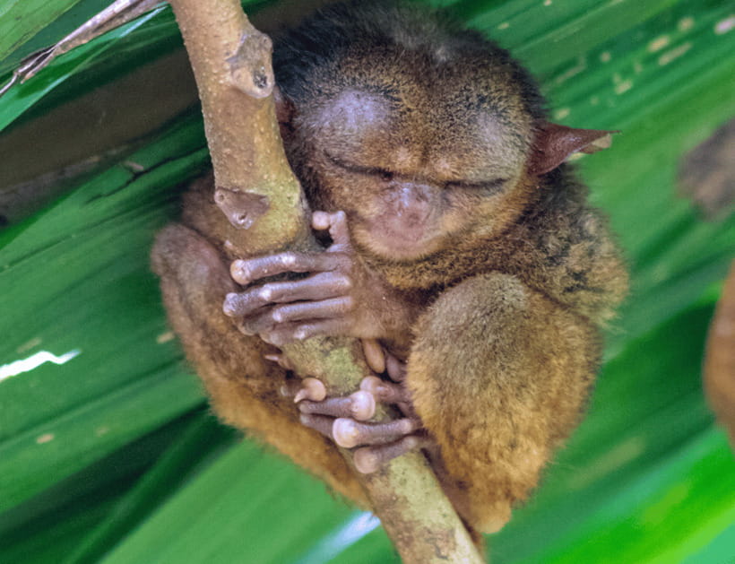 Bohol: Countryside Tour with Tarsiers and Chocolate Hills - Baclayon Church and Spanish colonial craftsmanship