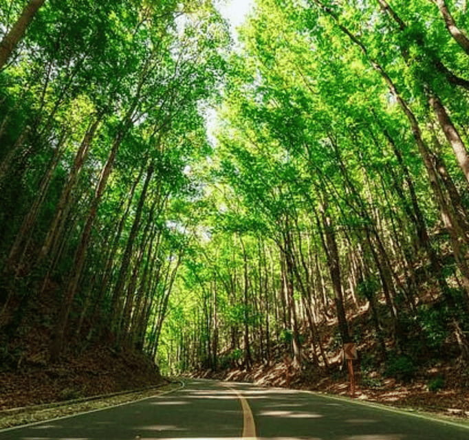 Bohol Day Tour From Cebu City or Mactan (Private Tour) - Key points to know before booking