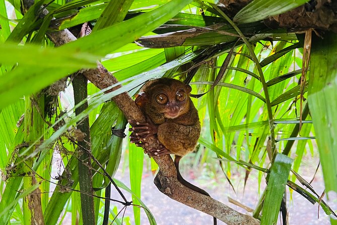 Bohol Day Tour with Round-Trip Transfers from Cebu - Why this Cebu to Bohol trip makes sense