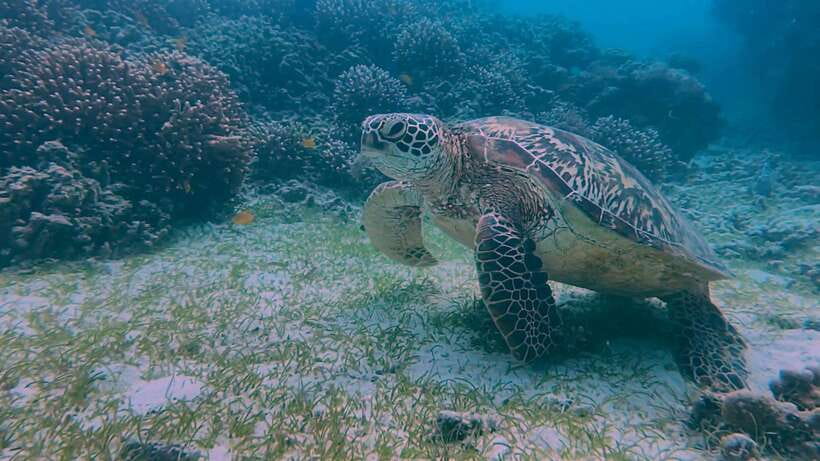 Bohol: Dolphin Watching & Snorkeling at Balicasag Island - Lunch and the private boat difference