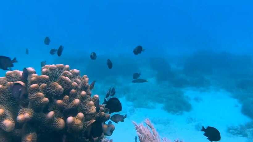 Bohol: Dolphin Watching & Snorkeling at Balicasag Island - The crowd question at Balicasag