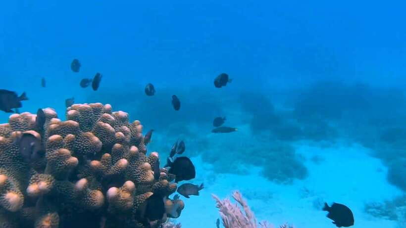 Bohol: Dolphin Watching & Snorkeling at Balicasag Island - The 6:00 AM start on Alona Beach