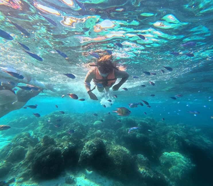 BOHOL: Dolphin Watching, Turtle Swim and Party Boat - A five-hour Bohol morning with plenty packed in