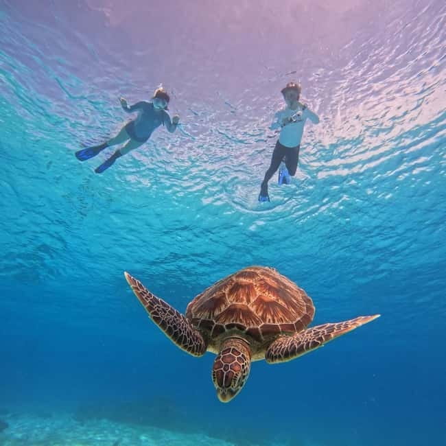BOHOL: Dolphin Watching, Turtle Swim and Party Boat - Balicasag Island brings the real wildlife time
