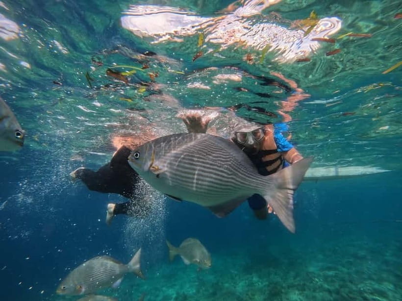 BOHOL: Dolphin Watching, Turtle Swim and Party Boat - Lunch, music, and a relaxed beach finish