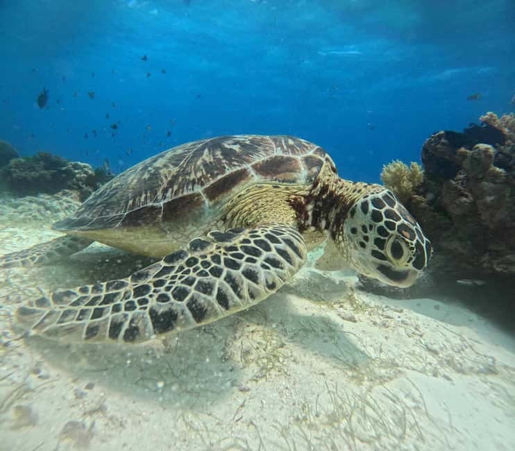 BOHOL: Dolphin Watching, Turtle Swim and Party Boat - Who should book this Bohol boat tour?