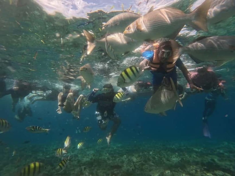 BOHOL: Dolphin Watching, Turtle Swim and Party Boat - Seven practical ways to prepare