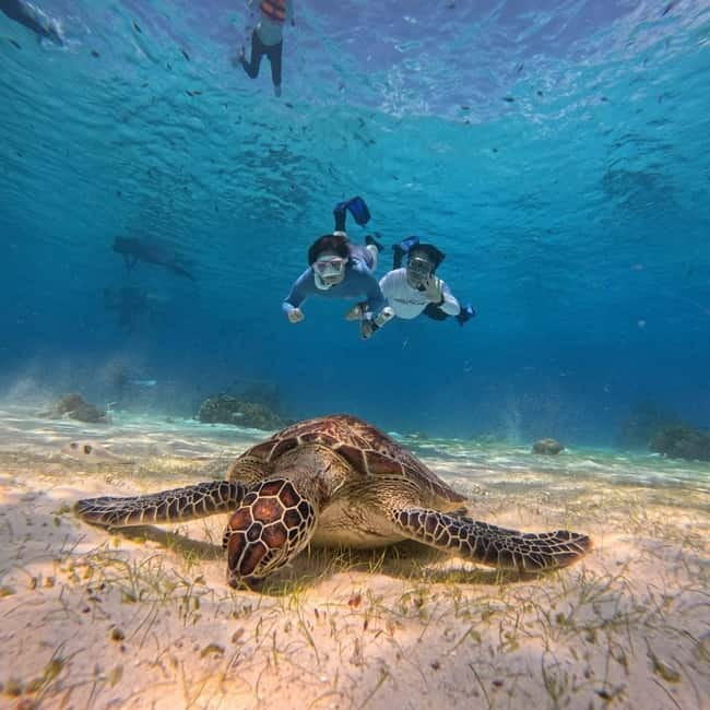 BOHOL: Dolphin Watching, Turtle Swim and Party Boat - Pamilacan Island and the search for wild dolphins