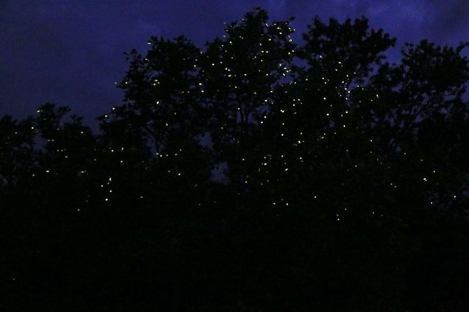 Bohol Firefly Watching (Private) - Why the Abatan River fireflies are worth an evening