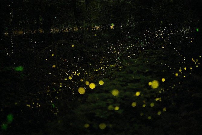 Bohol Firefly Watching (Private) - What the $100 price really covers