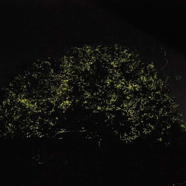Bohol: Firefly Watching Shared Tour - Key points to know before booking