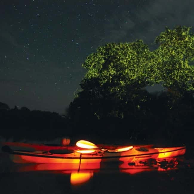 Bohol: Firefly Watching Shared Tour - What makes the Bohol firefly experience special