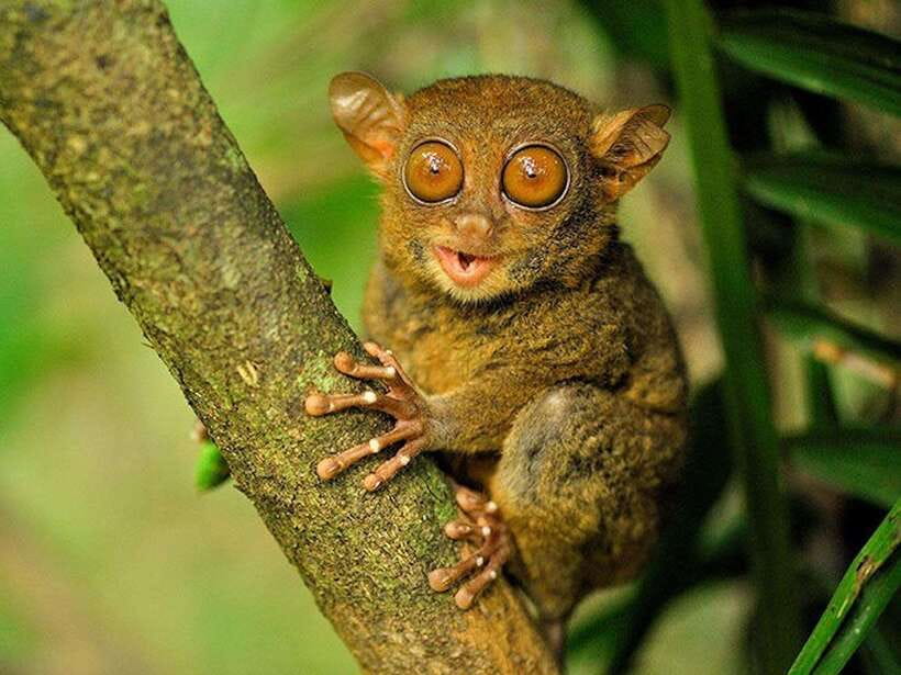 Bohol: Guided Chocolate Hills & Tarsiers Tour - The Man-Made Forest, a quick photo stop